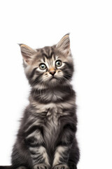 Obraz premium Small kitten with surprised look on its face and paws.