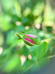 rose bud