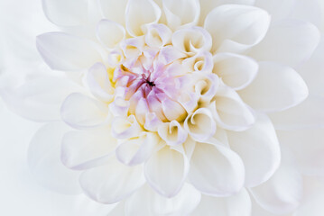 flowers dahlia festive background, pastel and soft bouquet floral card, top view wallpaper background. Macro of White Dahlia Flowers for Texture Background.