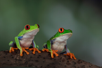 A pair of Red-eyed Tree Frogs (Agalychnis callidryas).