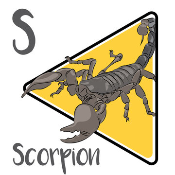 Scorpion is a predatory arachnid. They use their pincers to restrain and kill prey. Scorpions are largely nocturnal and hide during the day. Scorpion are opportunistic predators that eat small animals