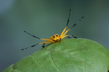 Eight-spotted Crab Spider (Platythomisus octomaculatus) perched on leaf.