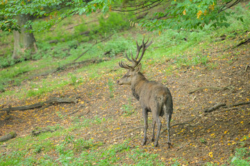A stag in a park in autumn