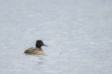A female tufted duck swimming on a lake