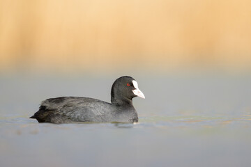A Eurasian Coot swimming on a lake