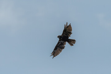 Obraz premium A Western Marsh Harrier in flight blue sky