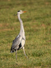 Graureiher auf Wiese beim Mäusefang