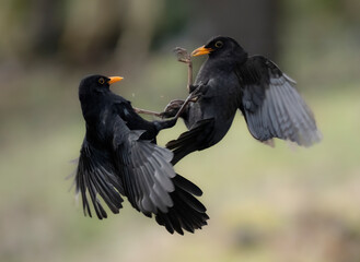 Amsel (Turdus merula)