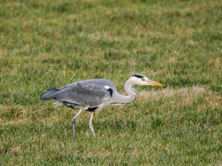 Graureiher auf Wiese beim Mäusefang
