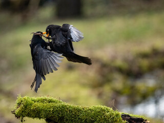 Amsel (Turdus merula) © Lothar Lenz