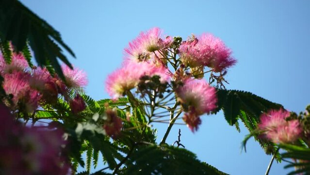 Persian silk tree Albizia julibrissin flowers resembling starbursts of pink silky threads. Pink siris, silk tree acacia Albizia julibrissin during flowering period. Close-up Slow motion
