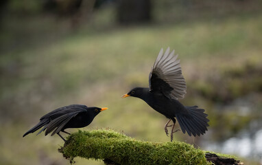Amsel (Turdus merula)