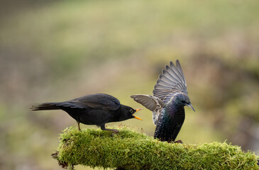 Amsel und Star
