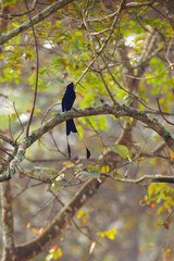 The greater racket-tailed drongo (Dicrurus paradiseus) sitting in a colorful deciduous forest in an Indian national park. Black bird with long tail with colorful background.
