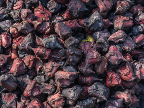 Closeup view of purple blue chinese water chestnuts or eleocharis dulcis on market stall, Bangladesh