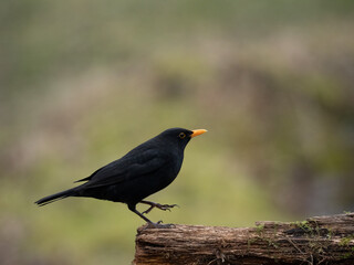 Amsel (Turdus merula)