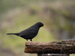 Amsel (Turdus merula)