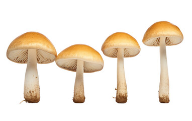 An Artful Presentation of Four Mushrooms, Each Show Unique Expression on a White or Clear Surface PNG Transparent Background.