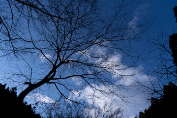 森の中から見上げる空