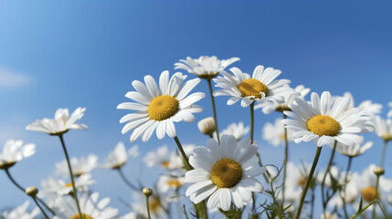 Chamomile blooms set against a vibrant blue sky