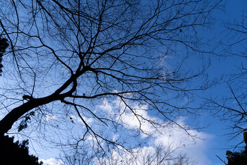 森の中から見上げる空