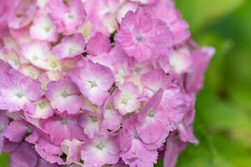 綺麗なアジサイ