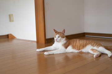 床に寝そべる猫　茶トラ白