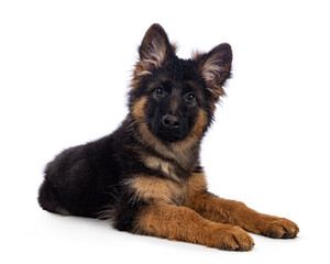 Cute German Shepherd dog puppy, laying down side ways. Looking straight to camera, mouth closed. Isolated on a white background.