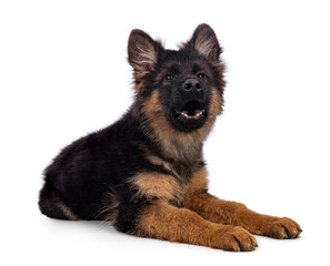 Cute German Shepherd dog puppy, laying down side ways. Looking straight to camera, mouth open howling. Isolated on a white background.