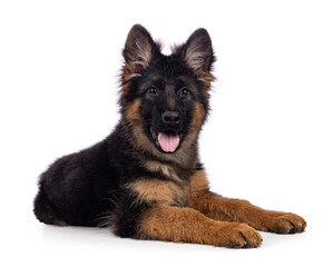Cute German Shepherd dog puppy, laying down side ways. Looking straight to camera, mouth open and tongue out. Isolated on a white background.