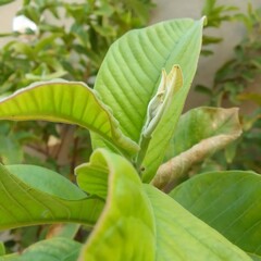 green leaves of a plant