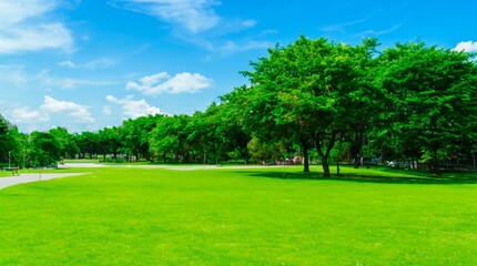 Obraz premium green grass and trees in the park