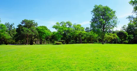 Fotobehang green grass and trees in the park © pankajsingh