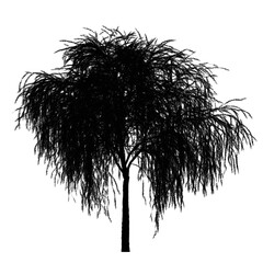 tree, tree silhouette on a transparent background