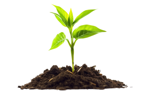 The Growth of a Young Plant Unfolding in a Mound of Soil on a White or Clear Surface PNG Transparent Background.