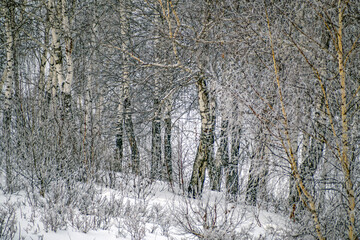 Birch grove on a cold winter day