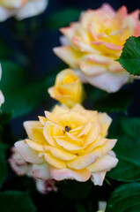 A beautiful yellow roses in the garden and a pleasant aroma