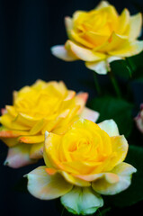 A beautiful yellow roses in the garden and a pleasant aroma