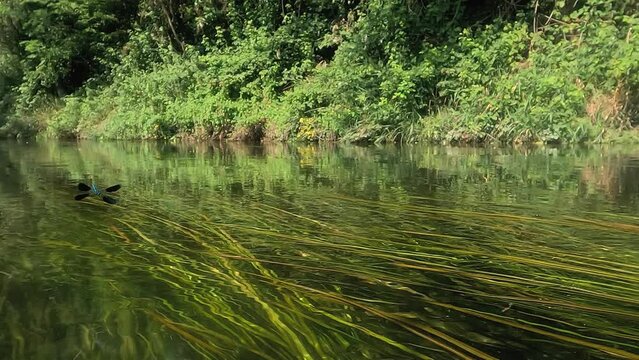 Calopteryx spendens, in volo su acqua trasparente