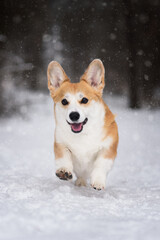 dog in snow