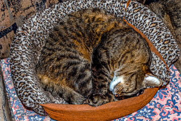 Sleeping cat in an old armchair close-up
