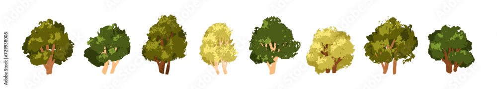 Poster deciduous trees set. forest plants with green leaf, lush crowns, branches, trunks. hand-drawn foliag