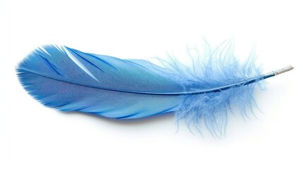 blue feather on white background