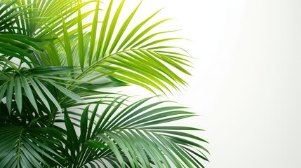Obraz premium palm tree leaves on a white background