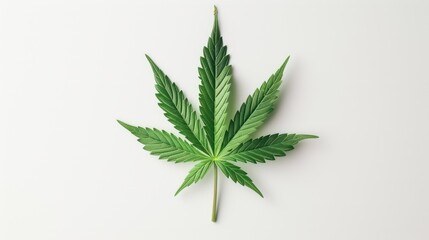 Fototapeta na wymiar cannabis leaf on a white background