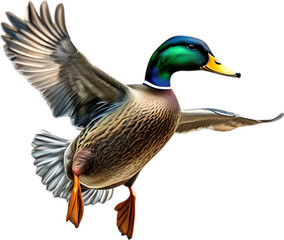 Obraz premium Mallard, Close-up colored-pencil sketch of Mallard, Anas platyrhynchos.