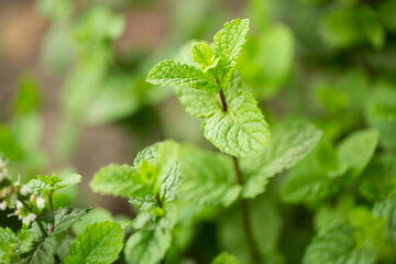 Peppermint. A sprig of mint in the garden in close-up. Selective focus.