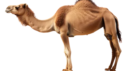 Gordijnen camel isolated on white background png image © Love Muhammad