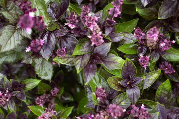 Blooming purple basil. Healthy herb used in salads. Selective focus.