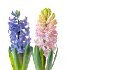 ヒヤシンス　悲しみを超えた愛